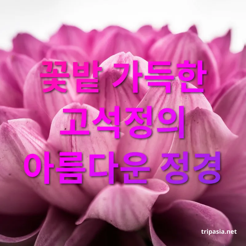가을꽃축제 - 약 13만㎡ 규모의 대형 꽃밭 가을꽃축제 약 13만㎡ 규모의 대형 꽃밭 관련 이미지