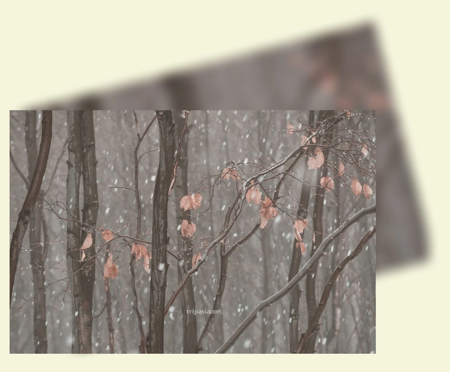 겨울 눈꽃 산행 - 강원도 평창의 웅장한 설경, 오대산 노인봉 상세 정보 겨울 눈꽃 산행 강원도 평창의 웅장한 설경, 오대산 노인봉 상세 설명 이미지